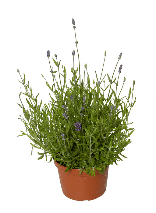 Lavendel 'Lavendula Hidcote' 12 cm potte